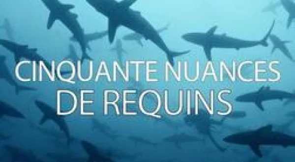 Cinquante nuances de requins