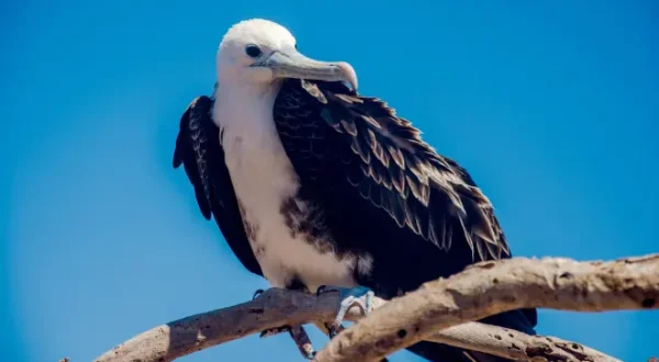 Galapagos: Hope for the Future