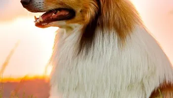 Lassie torna a casa