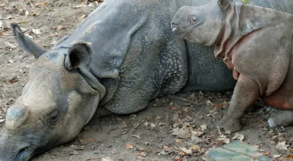 Eisbär, Affe & Co.
