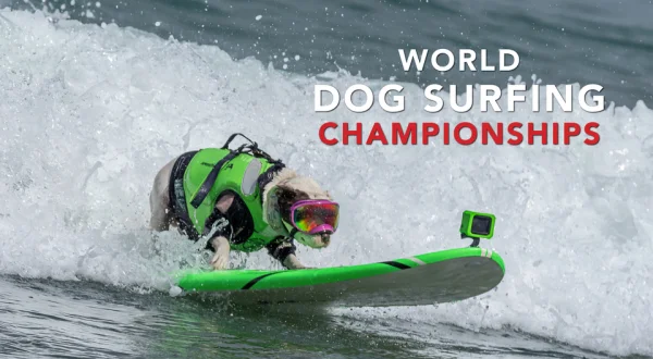 2025 World Dog Surfing Championships Best Waves