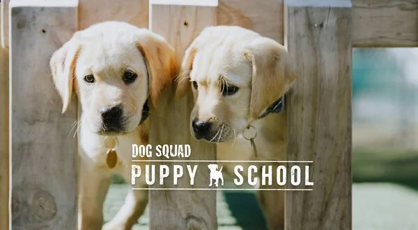 Dog Squad Puppy School