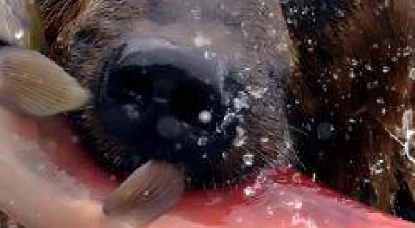 Açlık Oyunları Alaska'nın Büyük Ayı Mücadelesi