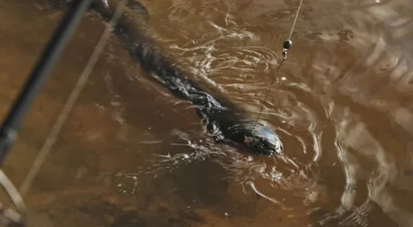 Οι Τελευταίοι Γίγαντες | Last of the Giants: Wild Fish