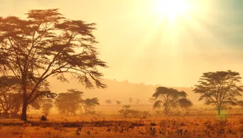 Afrimaxx