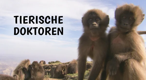 Tierische Doktoren