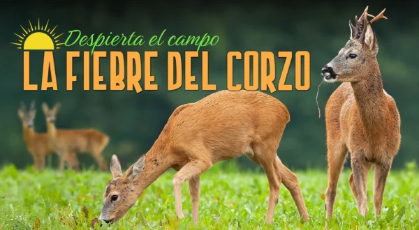 Despierta el campo, la fiebre del corzo