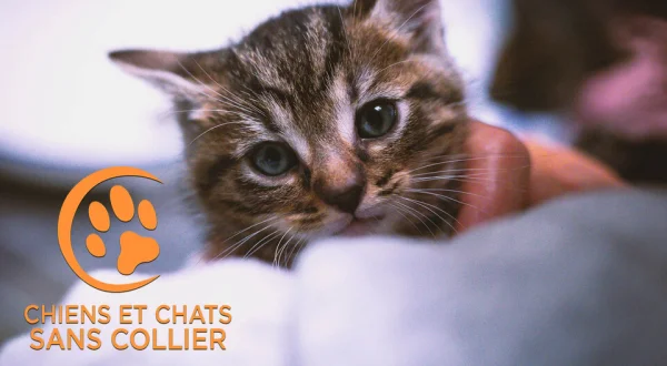 Chiens et chats sans collier