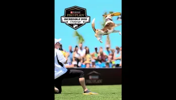 Incredible Dog Challenge