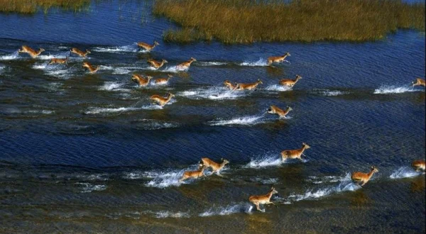 Africké Safari