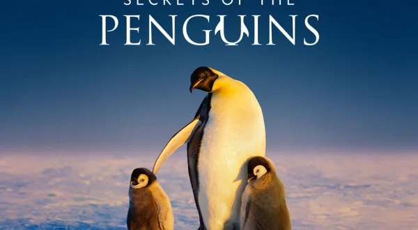 Secrets of the Penguins