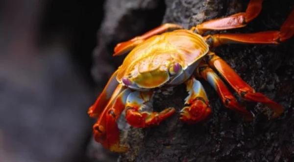 L'Équateur, Au Sommet De La Biodiversité
