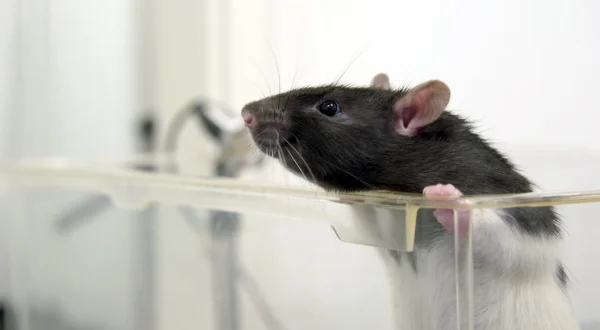 Die Sprache der Tiere