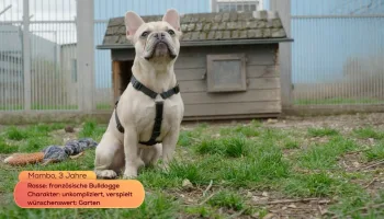 Tierische Augenblicke