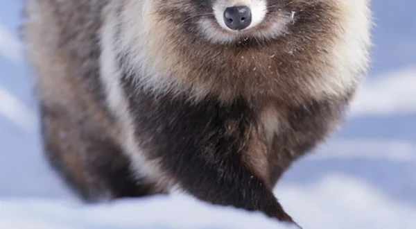 Japan's Wild Side