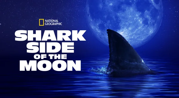 Shark Side of the Moon