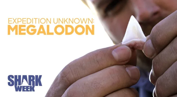 Expedition Unknown: Megalodon