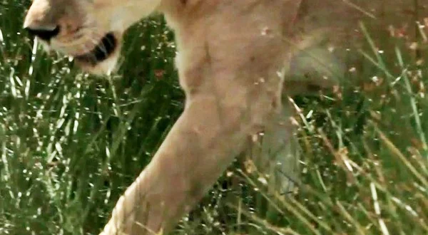 Cat Wars: Lion vs. Cheetah