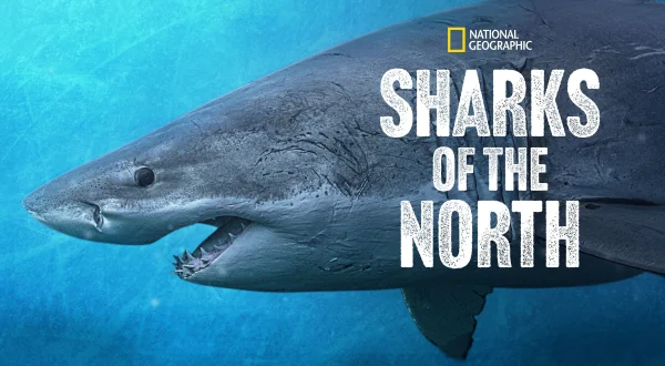 Sharks of the North