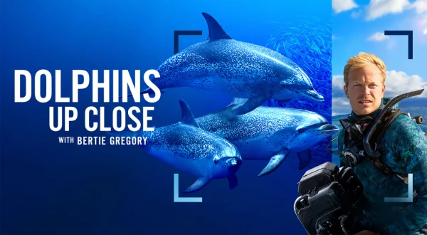 Dolphins Up Close with Bertie Gregory