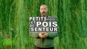 Petit pois et pois de senteur