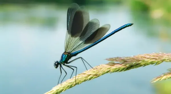 Libellule e damigelle: La danza dei cieli