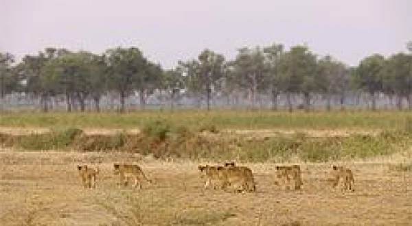 Africa's Hunters
