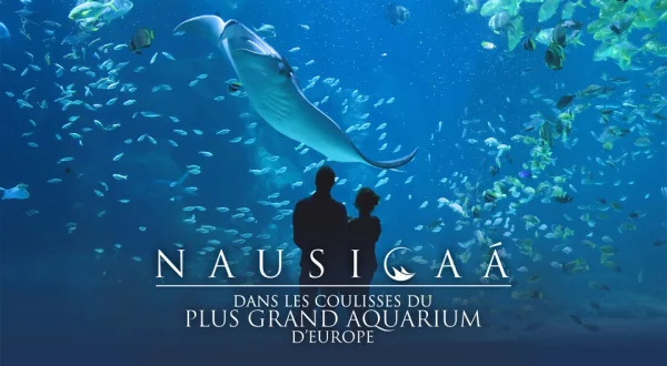 Nausicaá, dans les coulisses du plus grand aquarium d'Europe