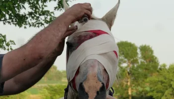 Heartland Docs – Die Tierarzt-Familie