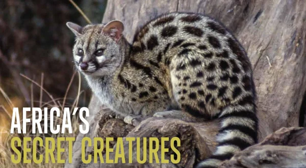 Africas Secret Creatures