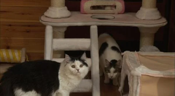 ねこものがたり：本日の猫事情２(日)