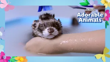 The Pet Collective Adorable Animals