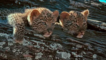 Mashatu: Land der Leoparden