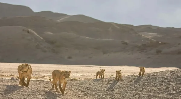 Λιοντάρια στην Ακτή των Σκελετών | Desert Lions At Skeleton Coast