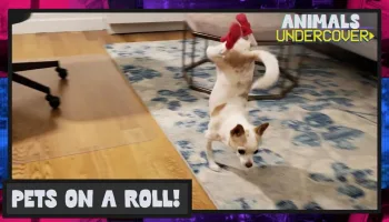 Animals Undercover