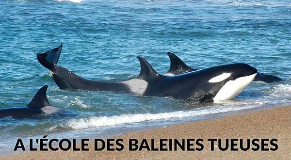 A l'école des baleines tueuses