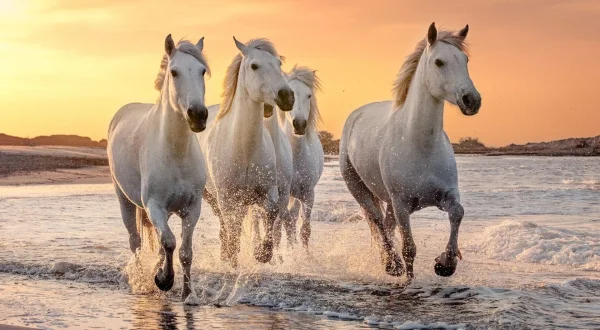 La Camargue : sauvage et fragile