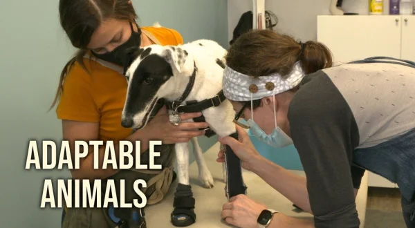 Adaptable Animals