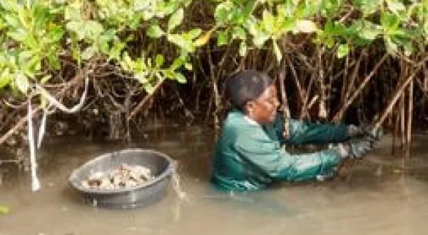 Océans : La fabrique du monde