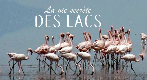 La vie secrète des lacs