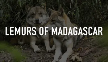 Lemurs of Madagascar