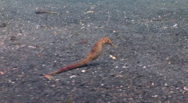 Burly Seahorses And Early Birds