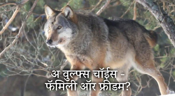 A Wolf's Choice - Family or Freedom?