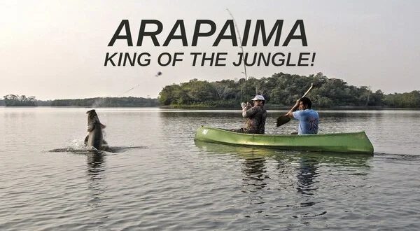 Arapaima - King of the Jungle!