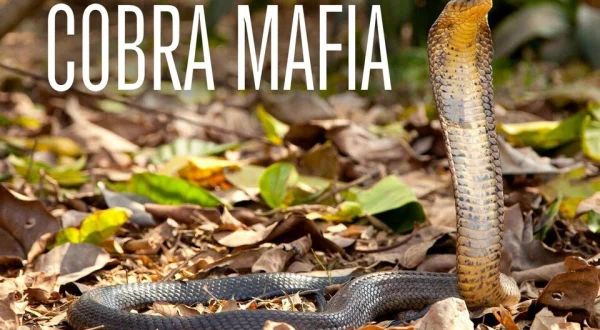 Cobra Mafia