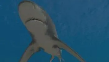 Attaque de requins en mer Rouge