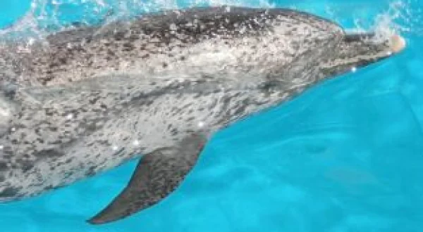 Buceando con delfines
