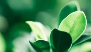 Escarabajo verde