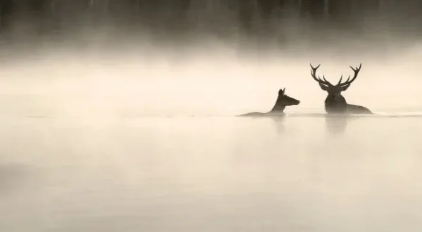 Le Chant des forêts