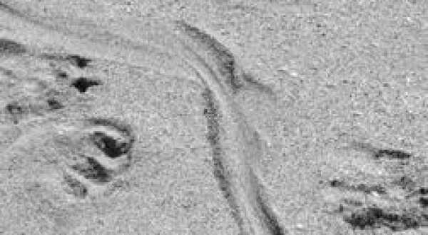 Les dragons de Komodo